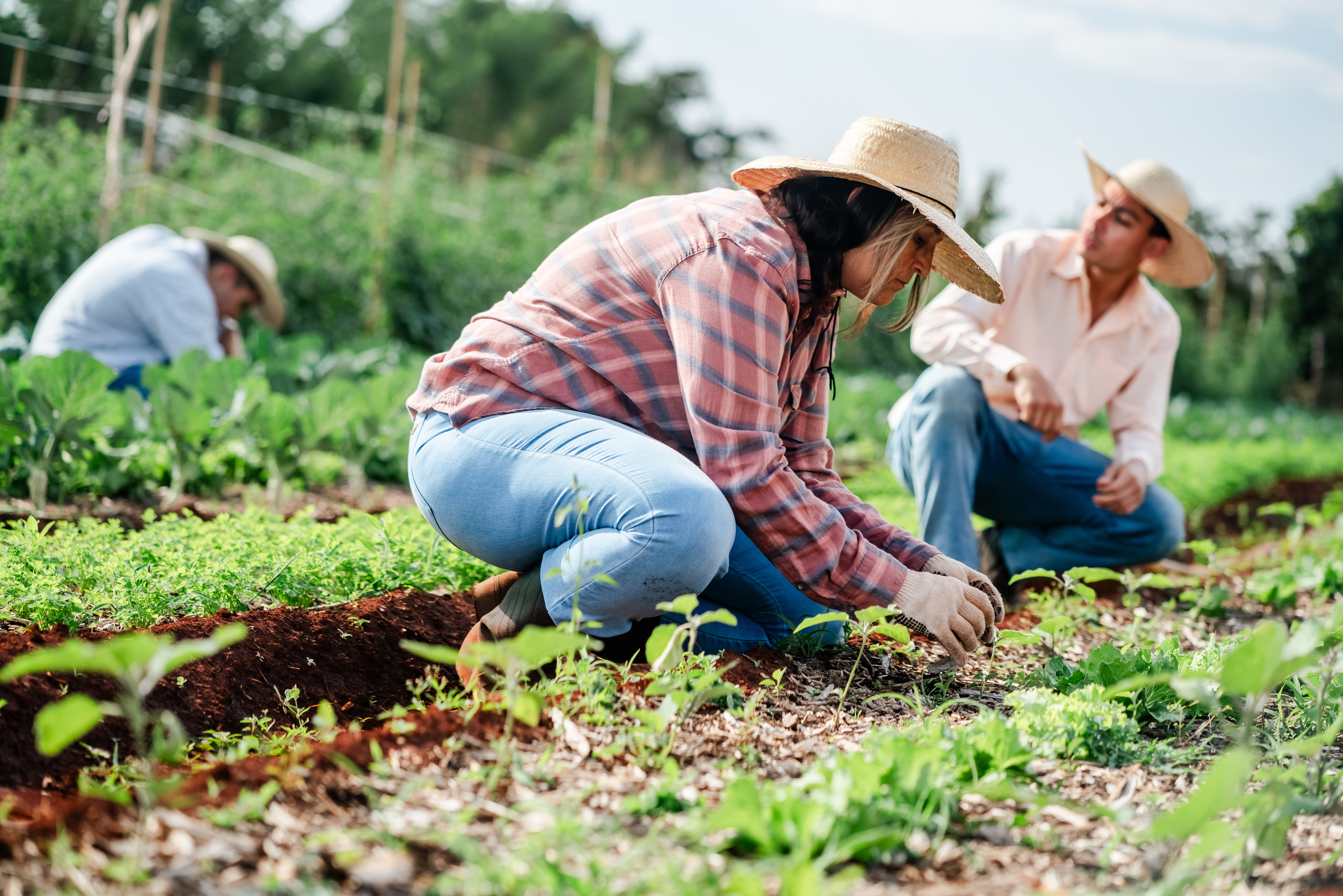 Agricultural workers in a field, who could be potential victims of human trafficking | Braddock Law | Denver, CO